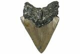 Serrated, Fossil Megalodon Tooth - North Carolina #309519-1